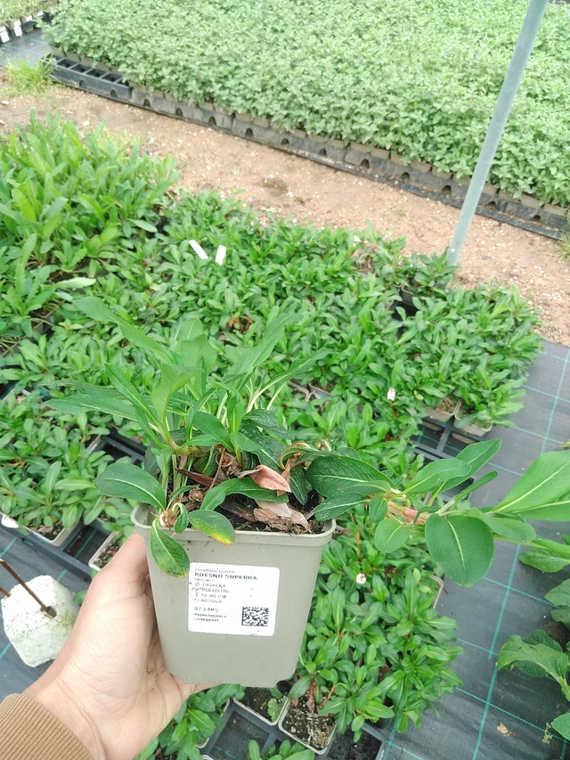 Knotweed Superba - 9. 6. 2025