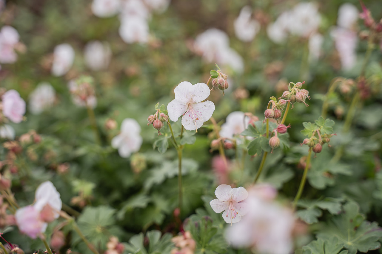 Cambridge-i gólyaorr Saint Ola, Loukykvět