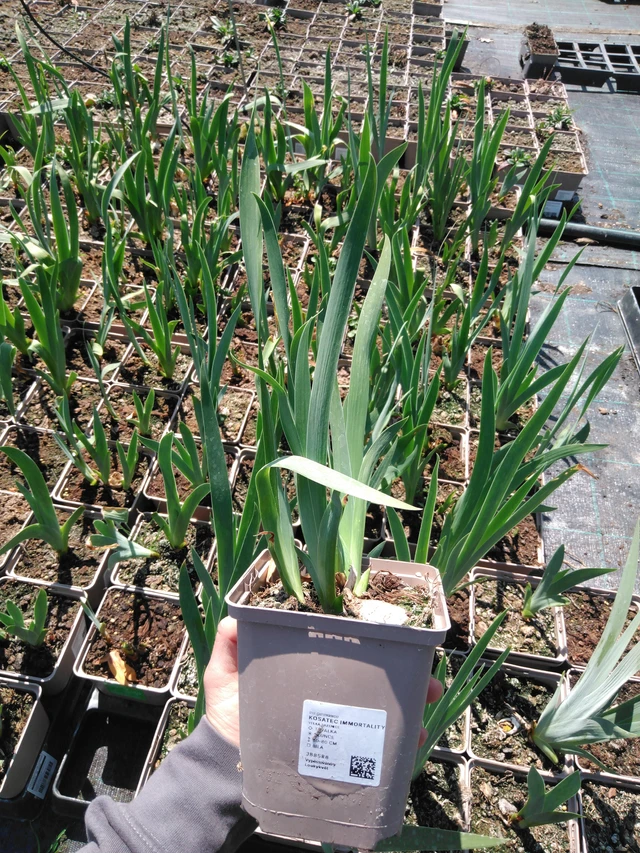 Iris Immortality - 13. 5. 2025