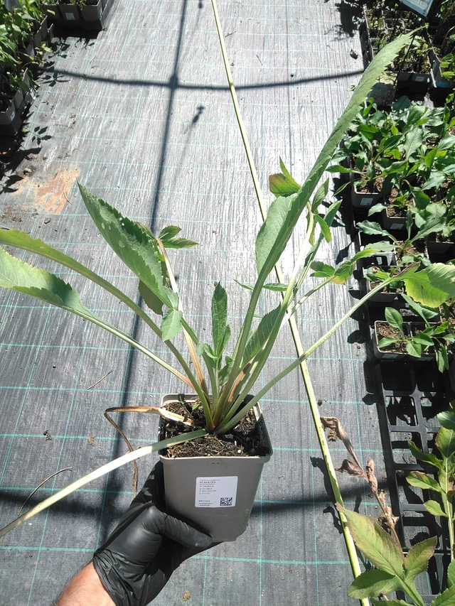 Cefalaria - 19. 8. 2025