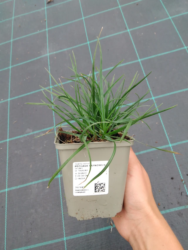 Pěchava vápnomilná - 10. 9. 2025