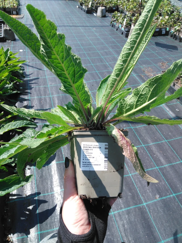 Tähkylä Sixteen Candles - 13. 5. 2025