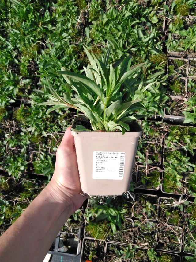 Maitohorsma Atropurpureum - 2024