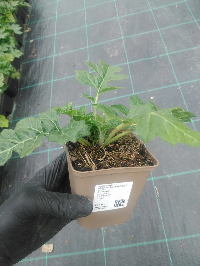 Bear's Breeches měkký - 10. 9. 2025