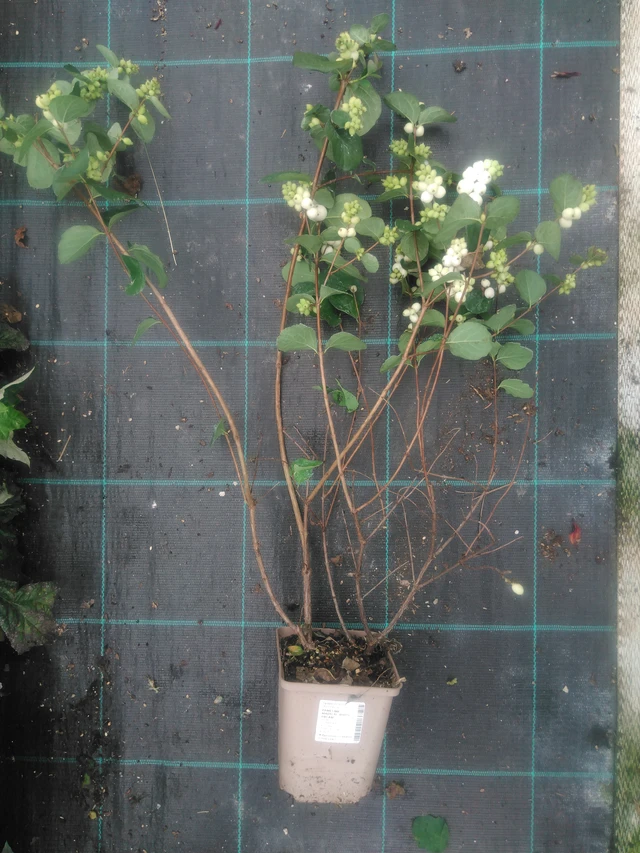 Snowberry Magical White Dream - 2024
