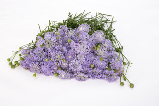 Didiscus Lavender Blue, Loukykvět