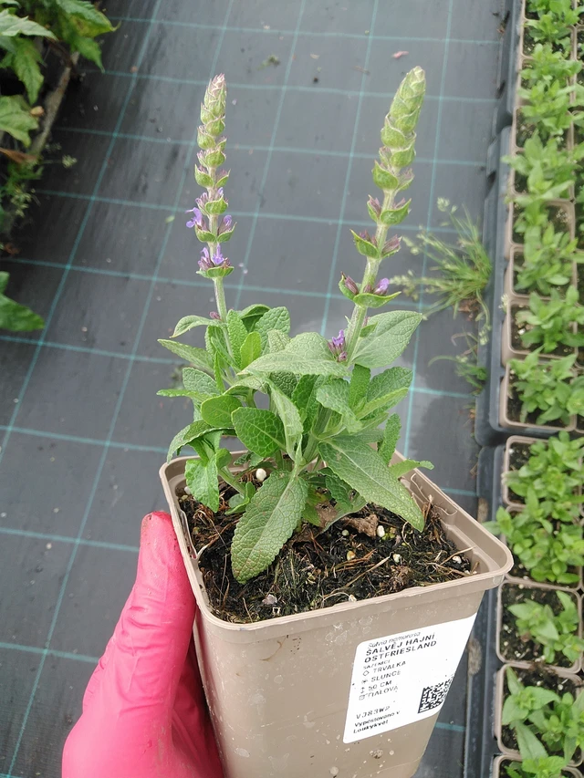 Šalvěj hajní Ostfriesland - 7. 7. 2025