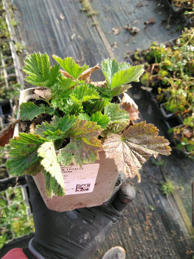 Geum Totally Tangerine - 31. 10. 2025