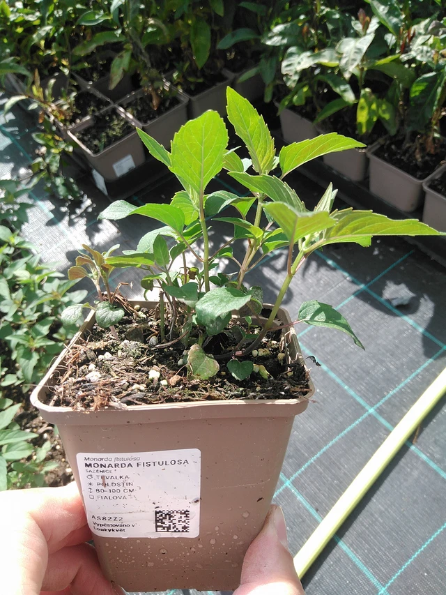 Monarda fistulosa - 24. 6. 2025