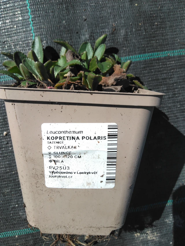 Kopretina Polaris - 3. 4. 2025