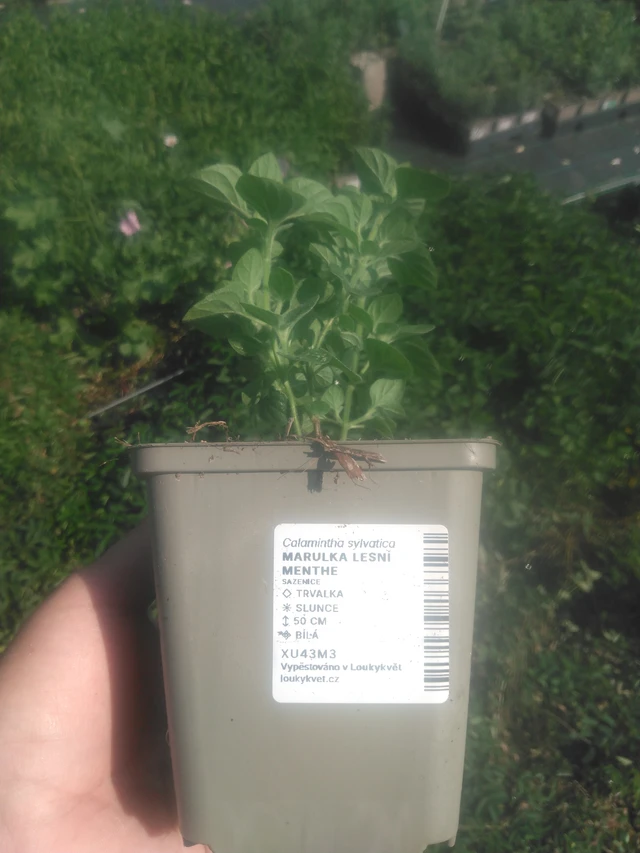 Myskimalva Menthe - 2024