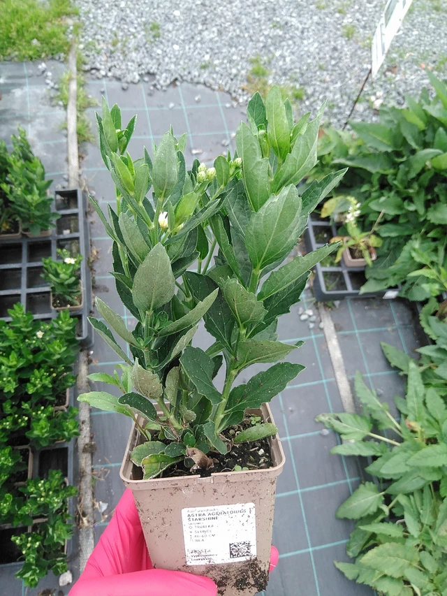 Aster ageratoides Starshine - 29. 7. 2025