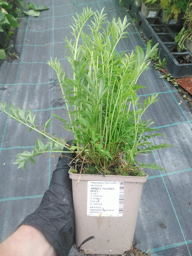 Astrantia Filigree Skies - 10. 9. 2025