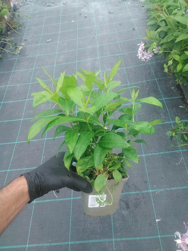 Flox Franz Schubert - 10. 9. 2025