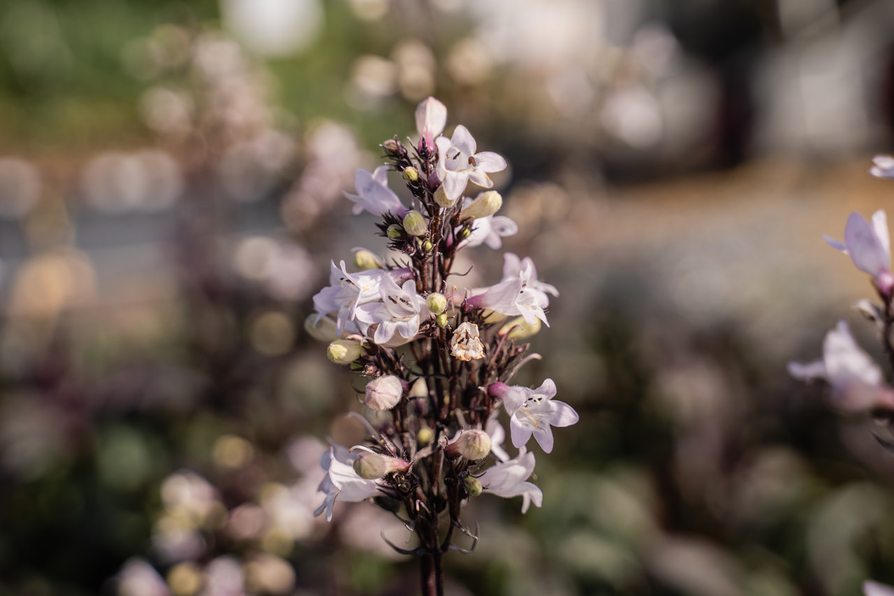 Dračík Husker Red, Loukykvět