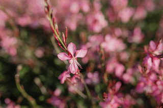 Svíčkovec Siskiyou Pink, Loukykvět