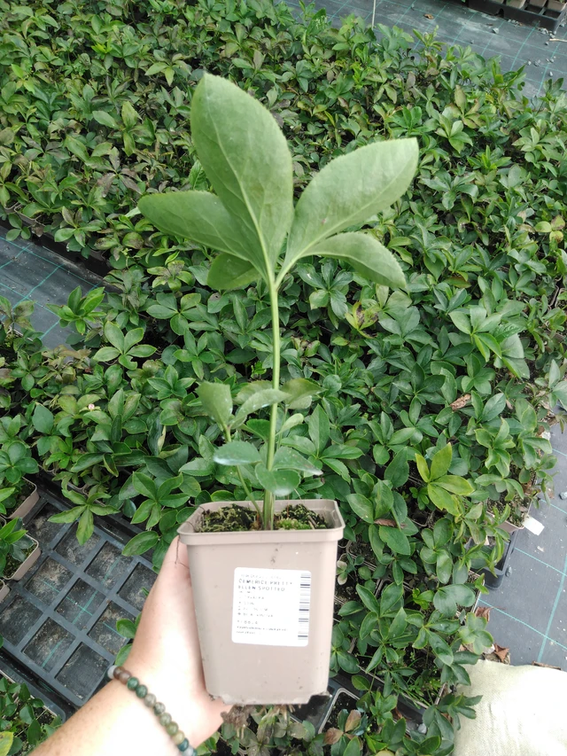 Eléboro Pretty Ellen Spotted - 2024