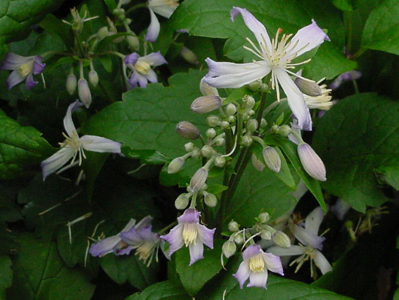 Clematis Praecox, Loukykvět
