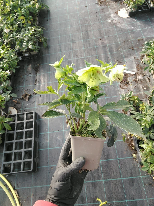 Hellebore Pretty Ellen White Spotted - 31. 10. 2025