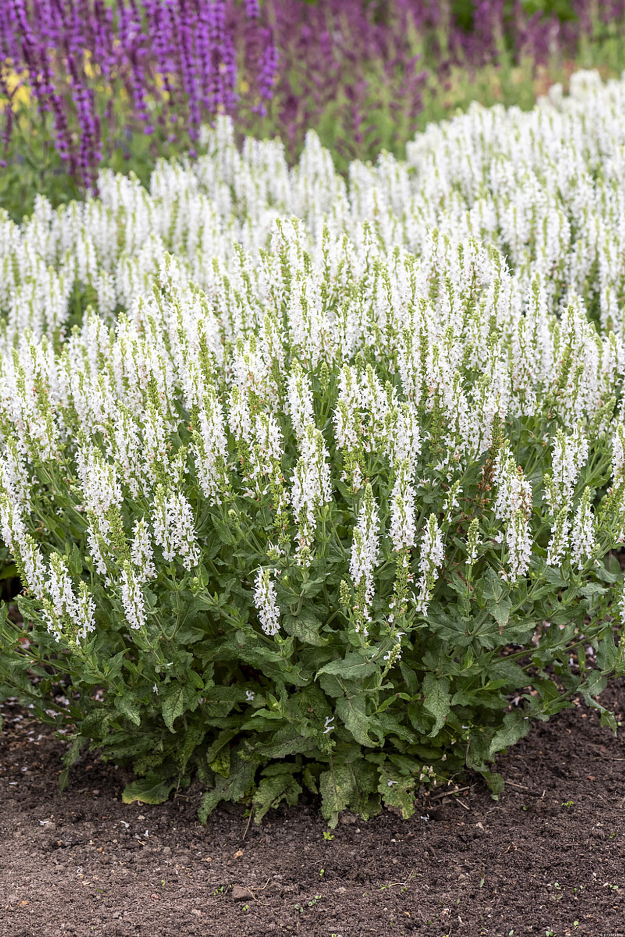 Šalvěj hajní Adrian, Loukykvět