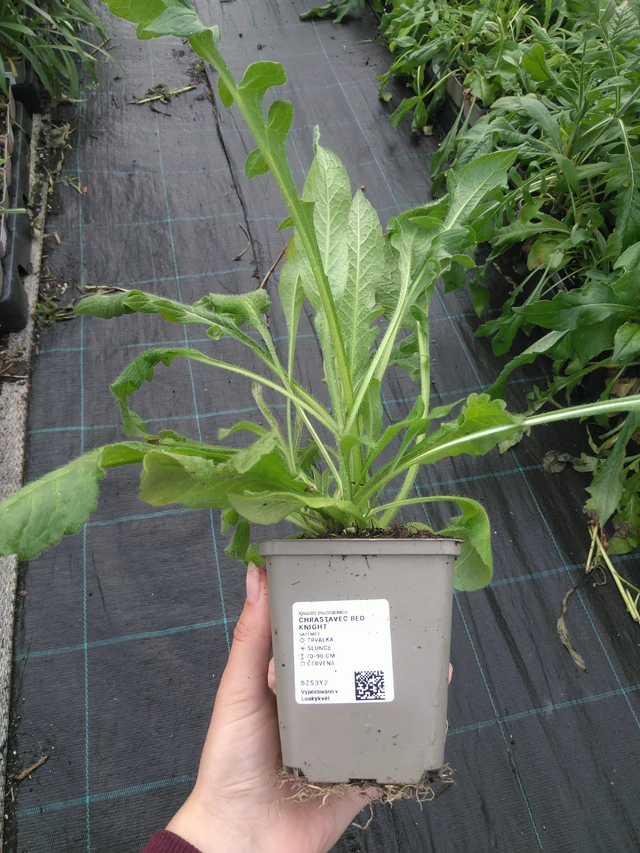 Scabiosa Red Knight - 11. 7. 2025