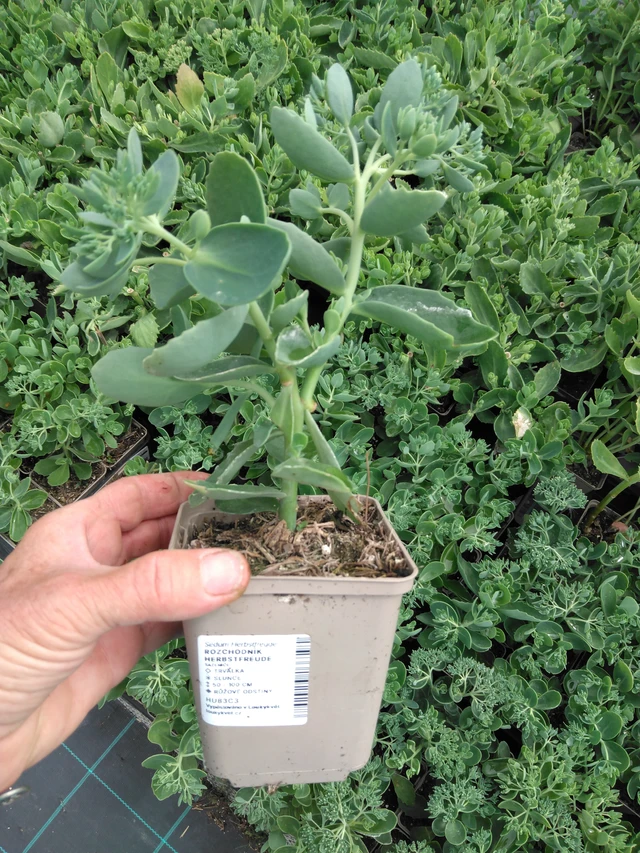 Rozchodník Herbstfreude - 2024