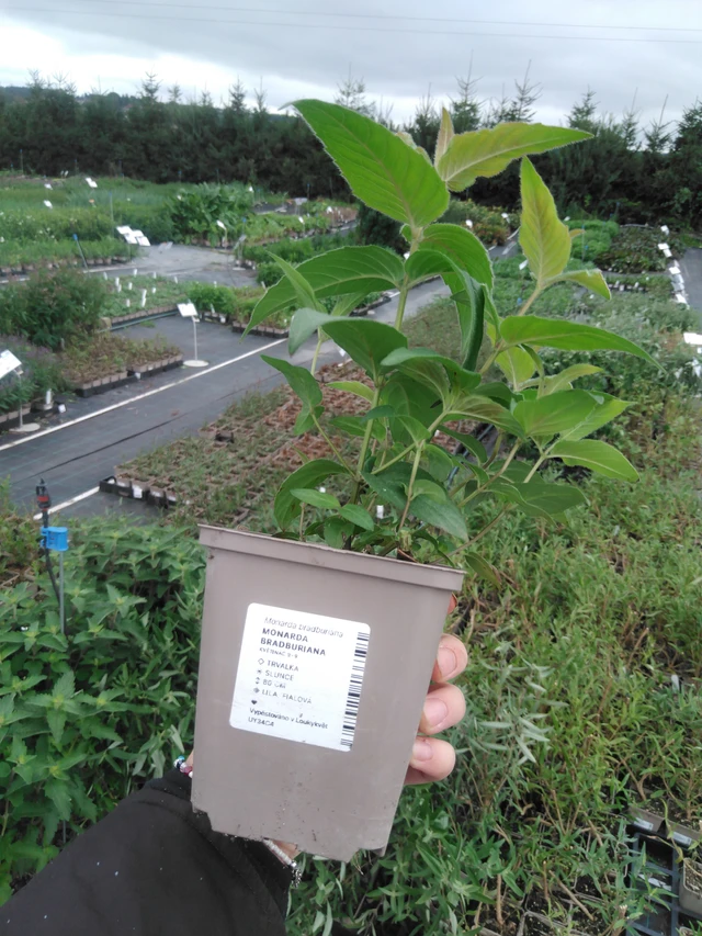 Monarda bradburiana - 2024