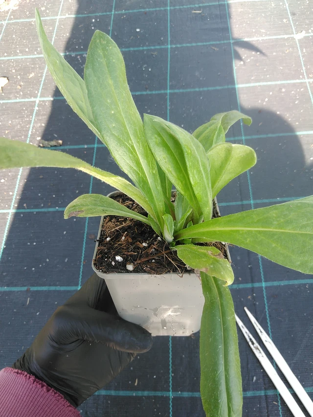 Aciano de montaña - 1. 9. 2025