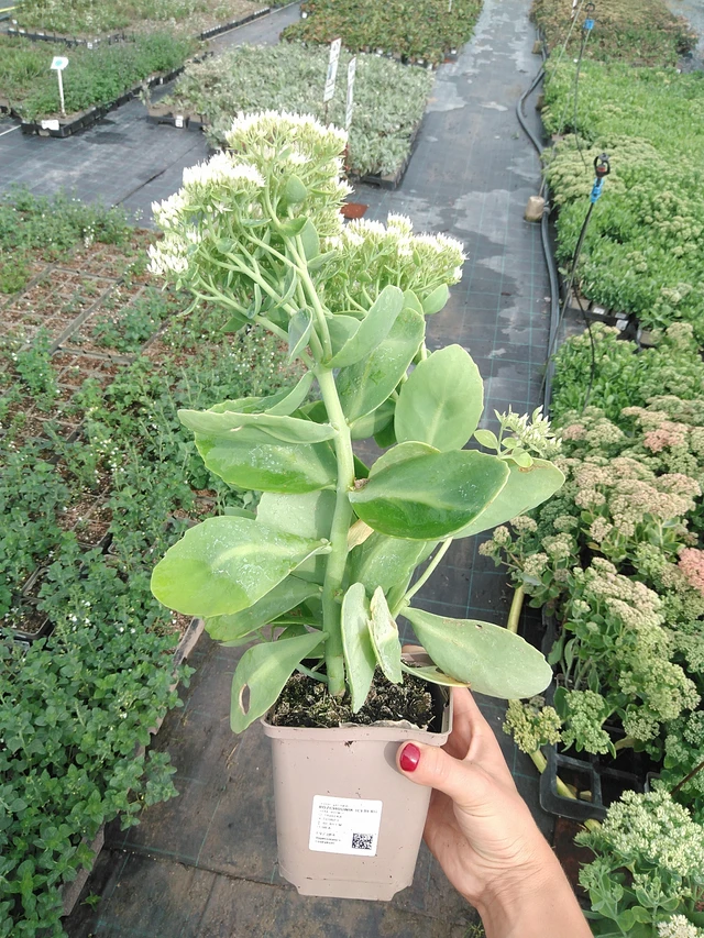 Maksaruoho Iceberg - 10. 9. 2025