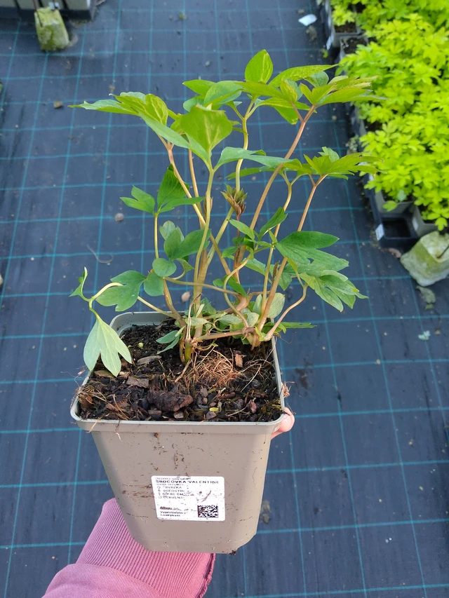 Srdcovka Valentine - 17. 9. 2025