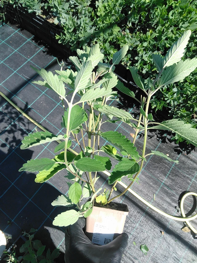 Caryopteris Pagoda Lagoon - 19. 8. 2025