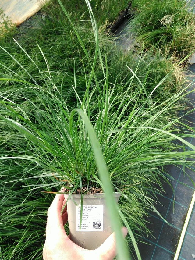 Metlice trsnatá Tardiflora - 24. 6. 2025