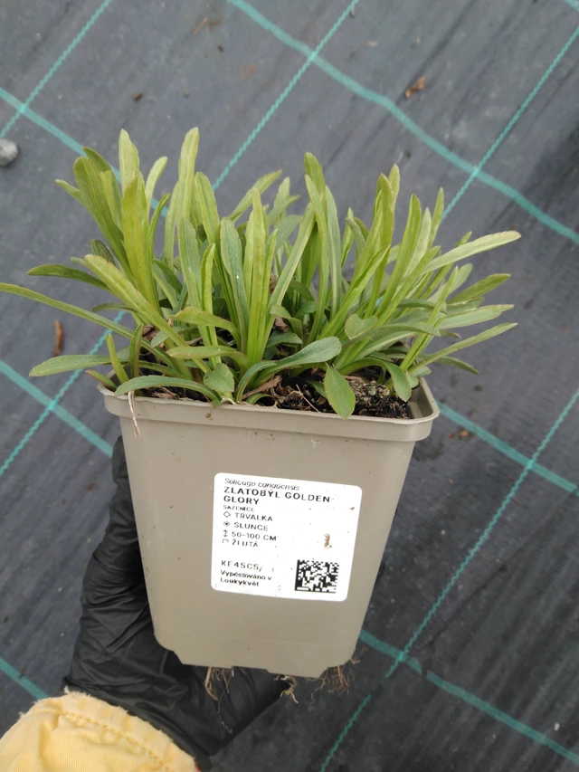 Aranyvessző Golden Glory - 1. 4. 2026