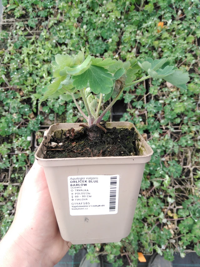 Columbine Blue Barlow - 2024