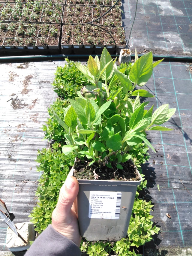 Šanta Washfield - 13. 5. 2025