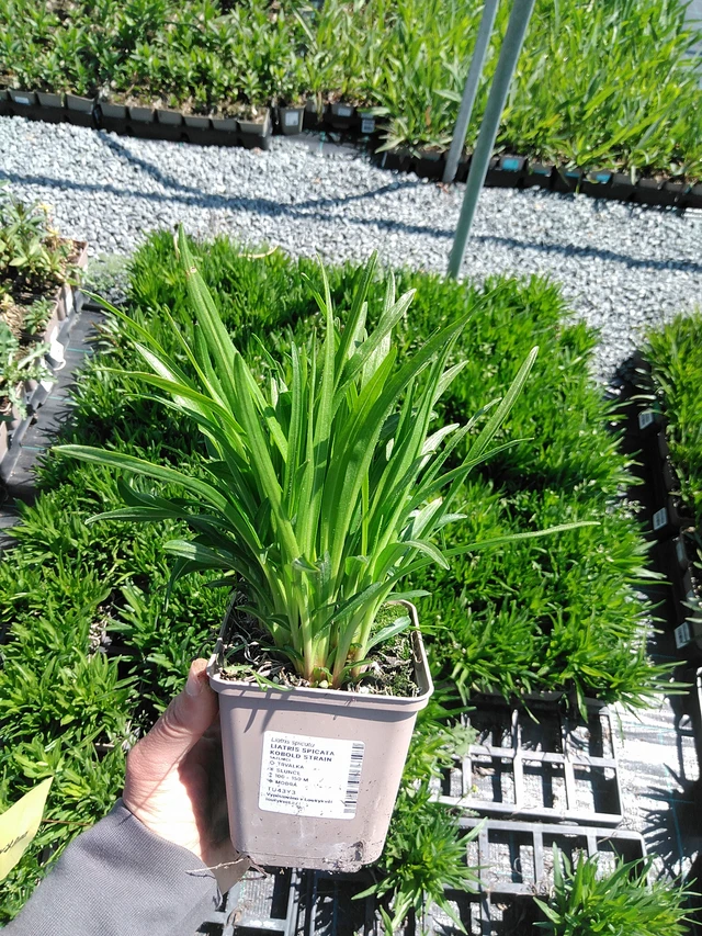 Ruusukaunokki Kobold Strain - 13. 5. 2025