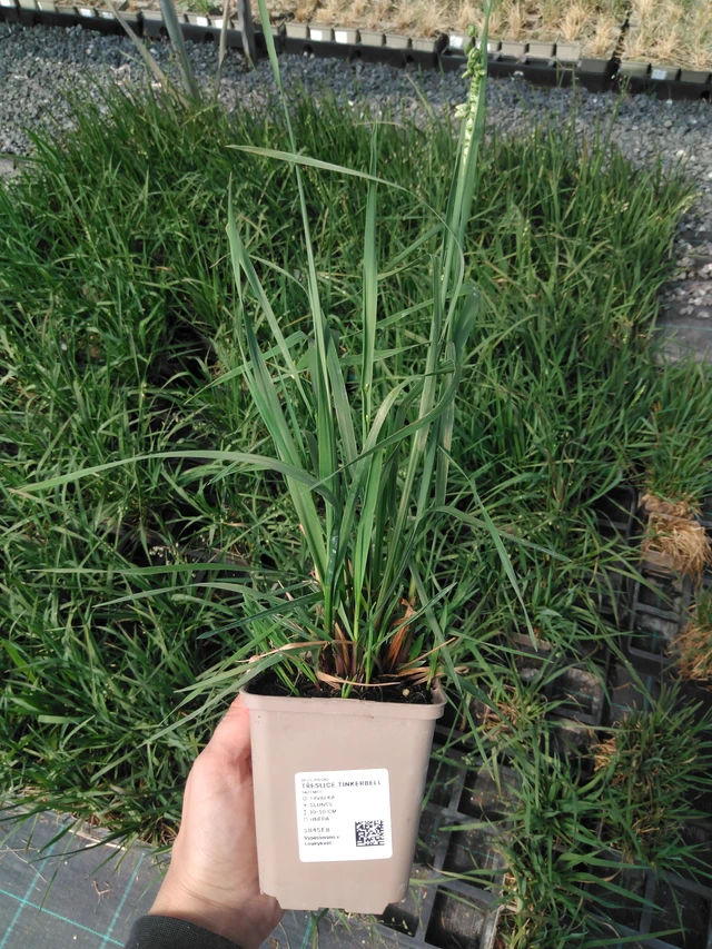 Třeslice Tinkerbell - 13. 5. 2025