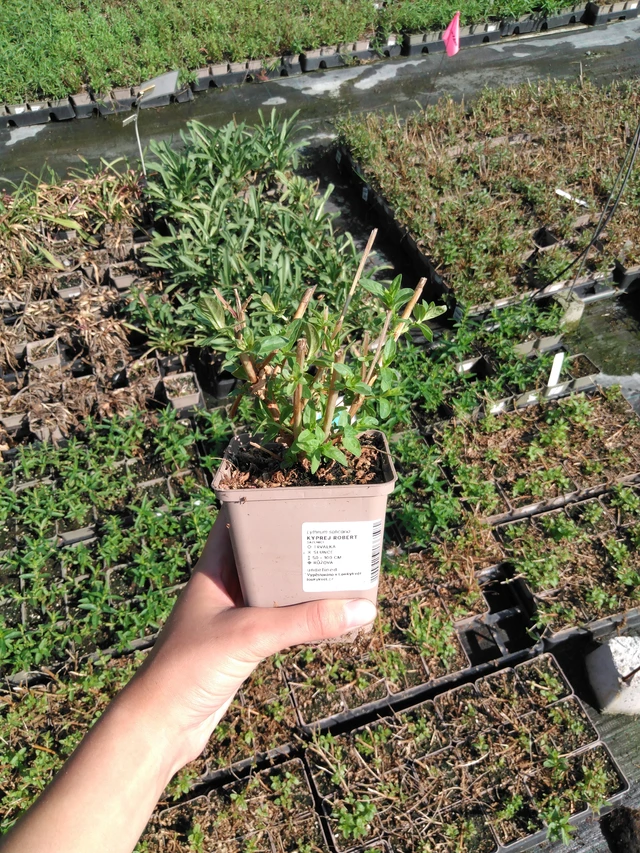 Rantakukka Robert - 2024