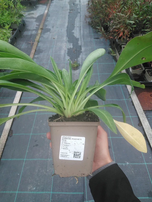 Stokkesia Peachie's Pick - 10. 10. 2025