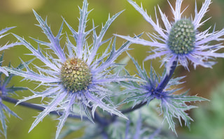 Máčka Blue Star, Loukykvět
