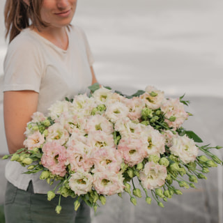 Eustoma Celeb 2 Pink Diamond, Loukykvět