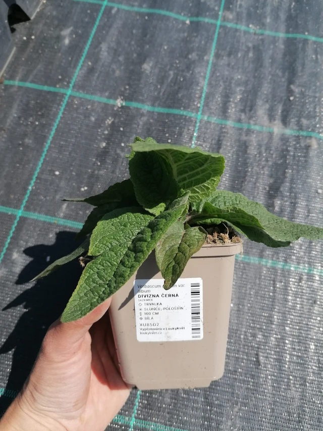 Kukonharja musta - 2024