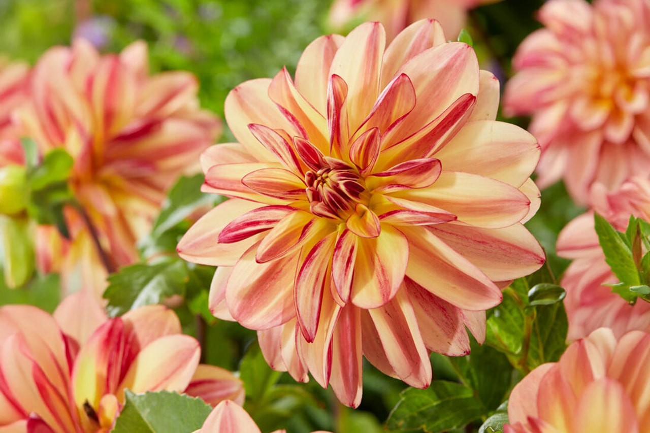 Jiřina Happy Butterfly, Loukykvět