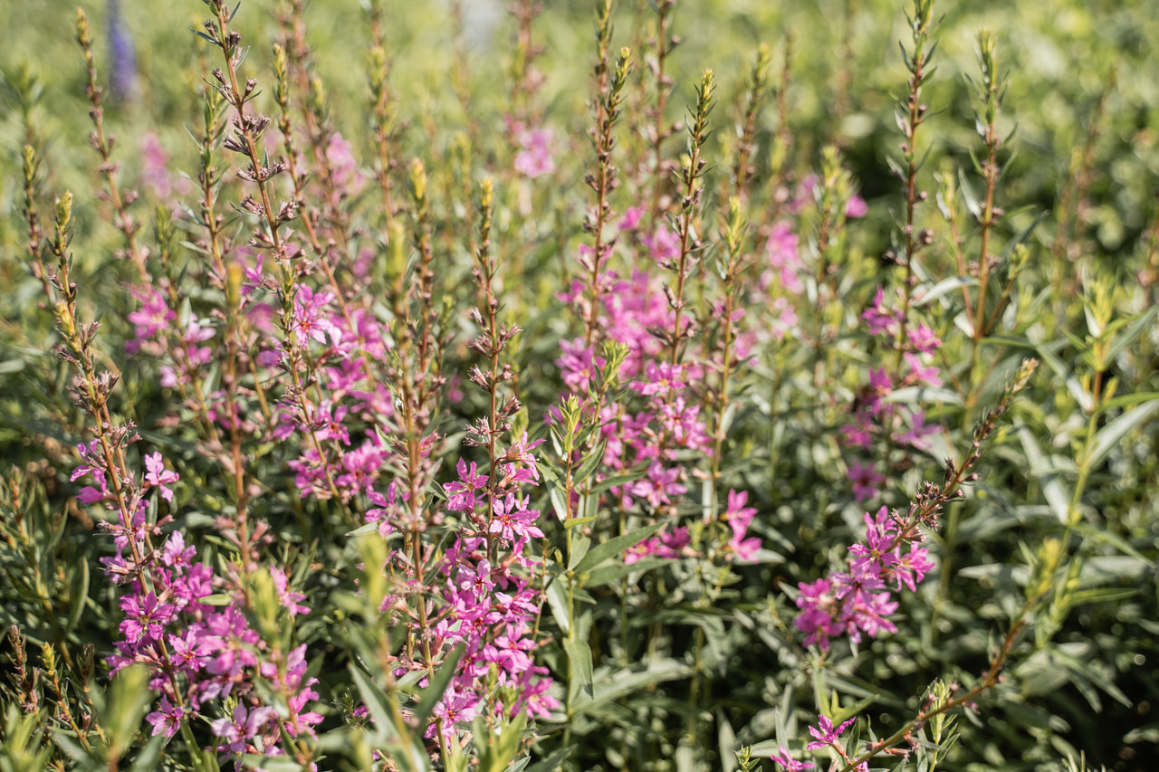Kattenstaart Rose Queen, Loukykvět