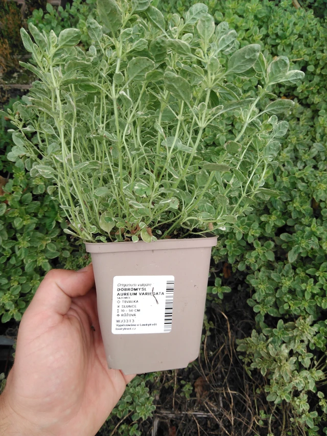 Mäkimeirami Aureum Variegata - 2024