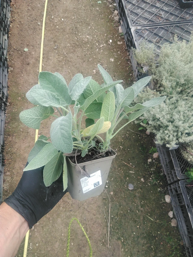 Šalvěj lékařská Maxima - 10. 9. 2025