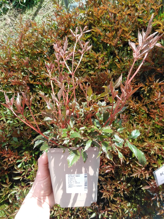 Astilbe Erika - 2024