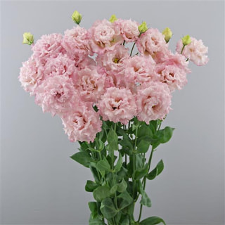 Eustoma Celeb 2 Pearl Pink, Loukykvět