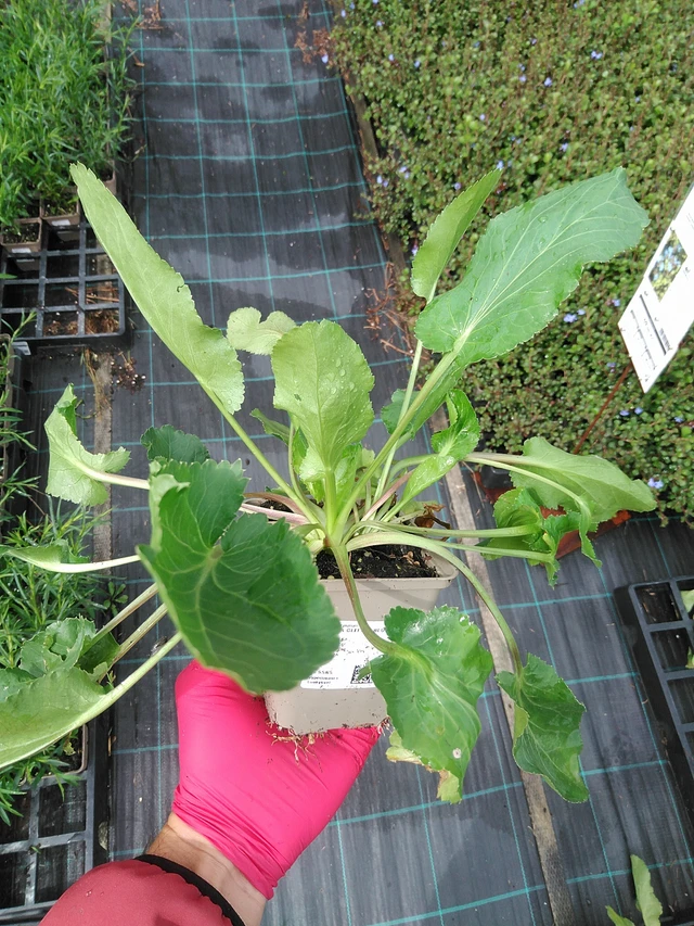 Pallopartiainen Glitter Blue - 29. 7. 2025