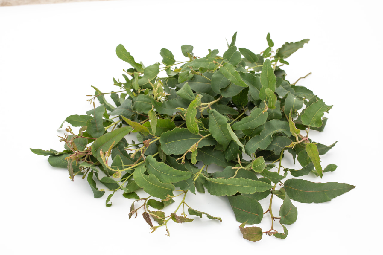 Eukalyptus citrónový, Loukykvět